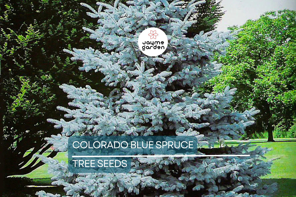 20 Colorado Blue Spruce Seeds (Picea pungens) – Cold Hardy Evergreen, Bonsai Potential, 115ft Mature Height