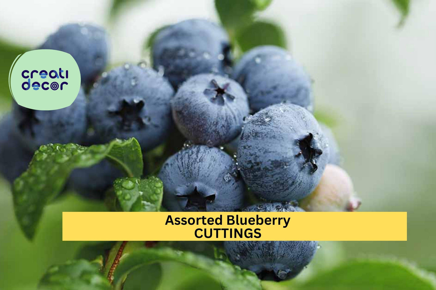 5 Blueberry Cuttings Assorted | Unrooted Organic Scions | Vaccinium Variety Mix for Propagation | Fresh Fruit Plant Starter