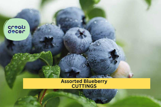 5 Blueberry Cuttings Assorted | Unrooted Organic Scions | Vaccinium Variety Mix for Propagation | Fresh Fruit Plant Starter
