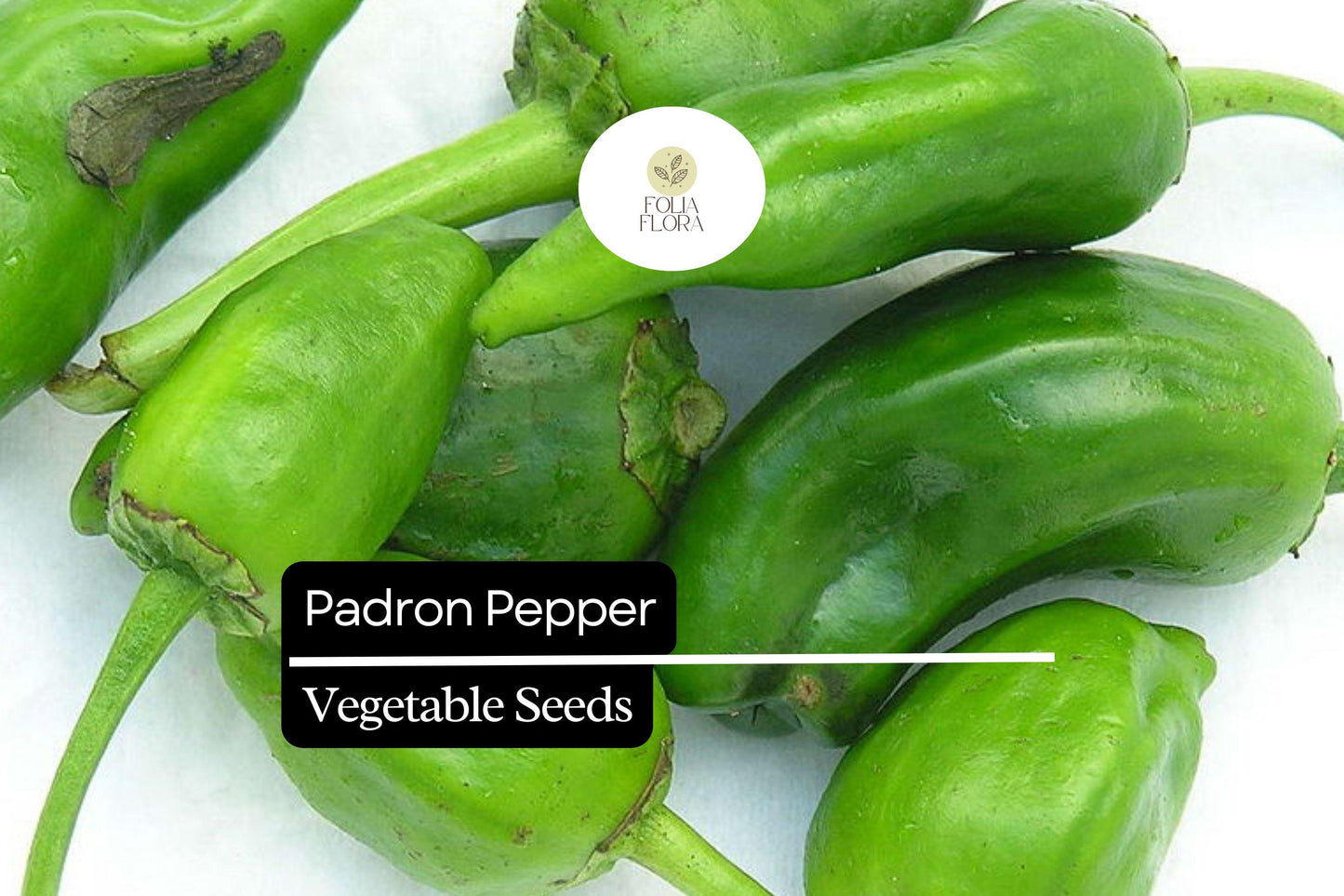 10 Seeds Padron Pepper (Capsicum annuum) – Mild, Flavorful Spanish Pepper