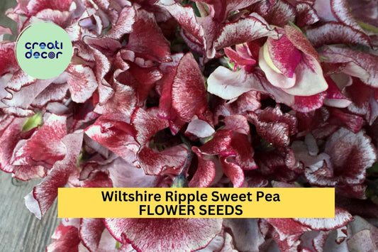 50+ Wiltshire Ripple Sweet Pea Seeds – Maroon & White Striped Fragrant Blooms for Garden Planting, Climbing Vines – USA