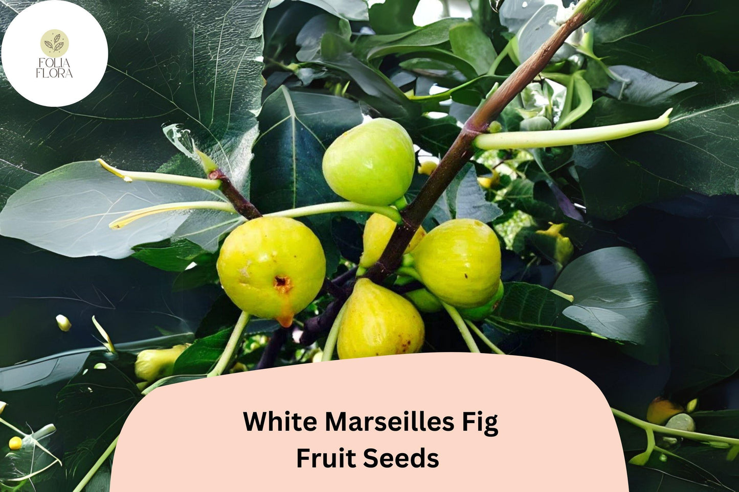 100+ White Marseilles Fig Seeds – Grow Ficus carica Sweet Heirloom Figs for Garden & Home