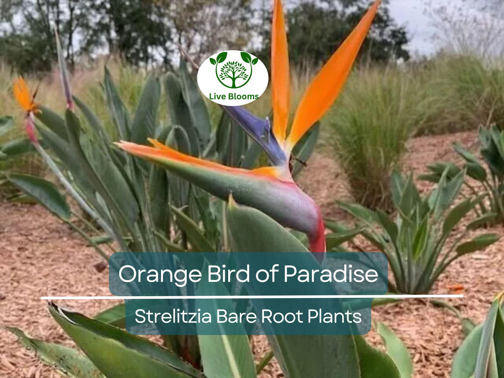 1 Orange Bird of Paradise – Strelitzia Reginae Live Bare Root Plant 3–6” – Tropical Flower for Container or Landscape