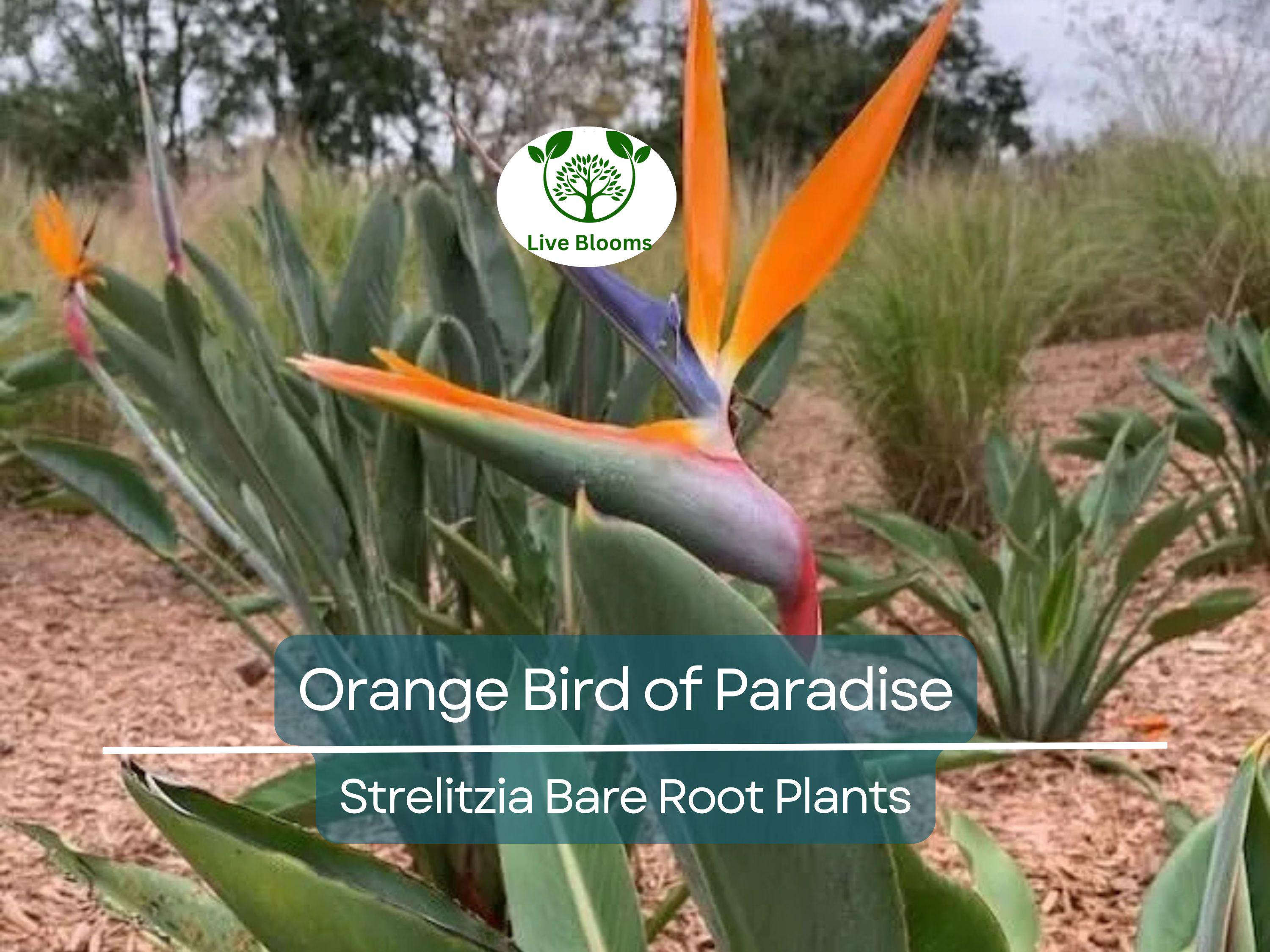 1 Orange Bird of Paradise – Strelitzia Reginae Live Bare Root Plant 3–6” – Tropical Flower for Container or Landscape