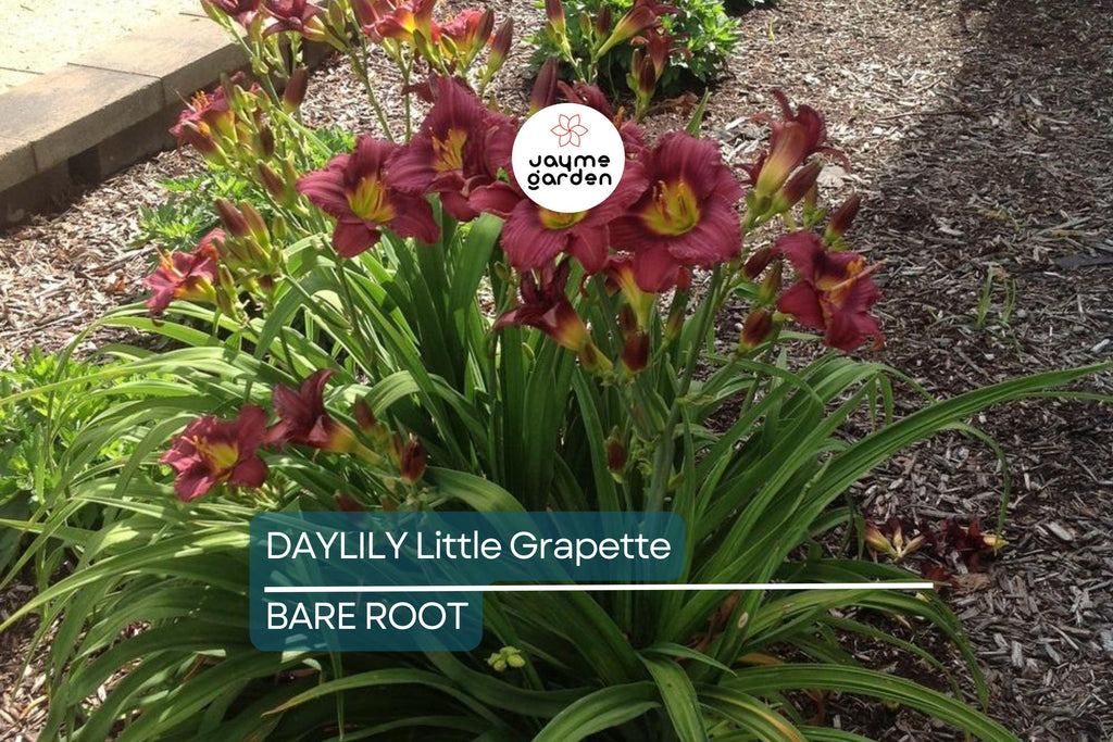 Little Grapette Daylily | Live Bare Root Plant | Compact & Hardy | Perennial Flower | Purple Blooms | Easy to Grow | USDA Zones 3-9