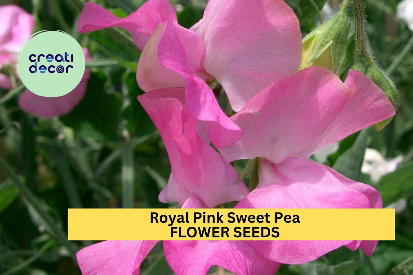 50+ Royal Pink Sweet Pea Seeds – Fragrant Bright Pink Blooms for Garden Planting, Climbing Vines for Trellises & Bouquets – USA