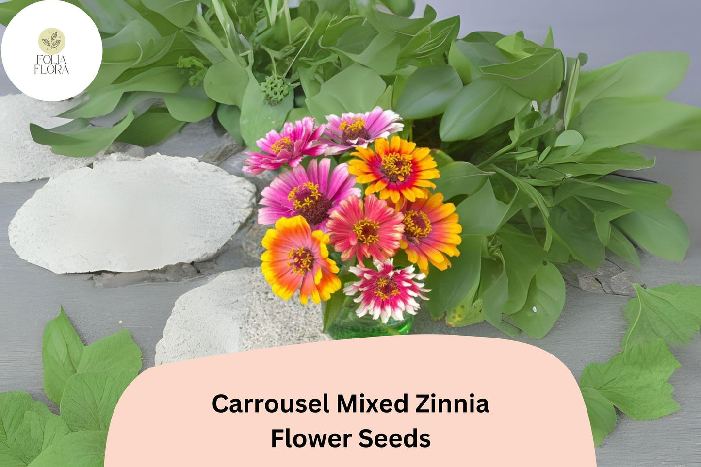 100+ Carrousel Mix Zinnia Seeds – Unique Bi-Color Blooms for Summer Gardens & Cut Flowers