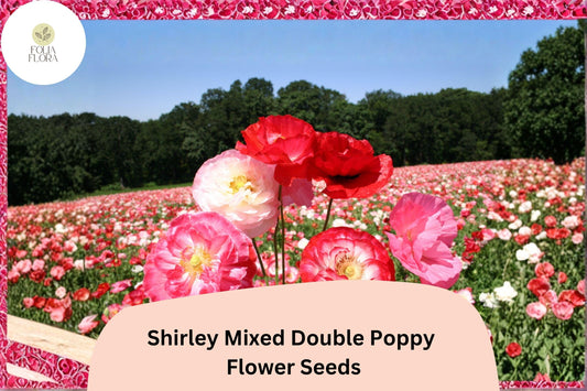 200+ Shirley Mixed Double Poppy Seeds for Garden Planting – Vibrant Double Blooms, Easy to Grow Annual Wildflower