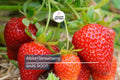Albion Strawberry Plants – 10 Bare-Root Day-Neutral Plants, Large Sweet Berries