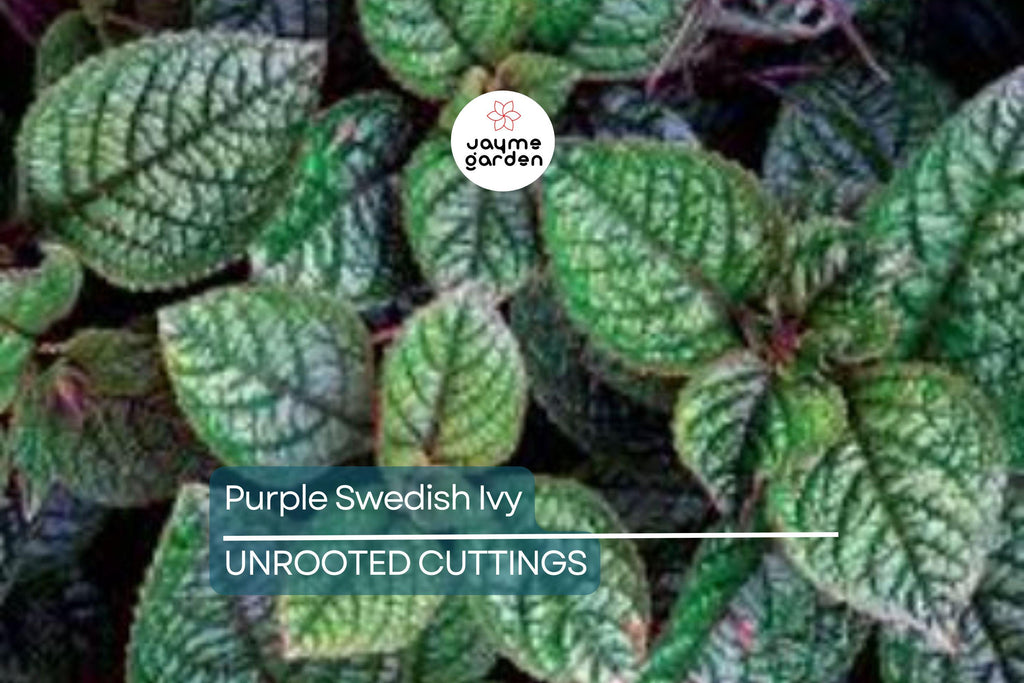 Purple Swedish Ivy Cuttings (4) - Millionaria/Planta del Dinero Morada - 4-6" Easy, Fast-Growing Indoor/Porch Plant
