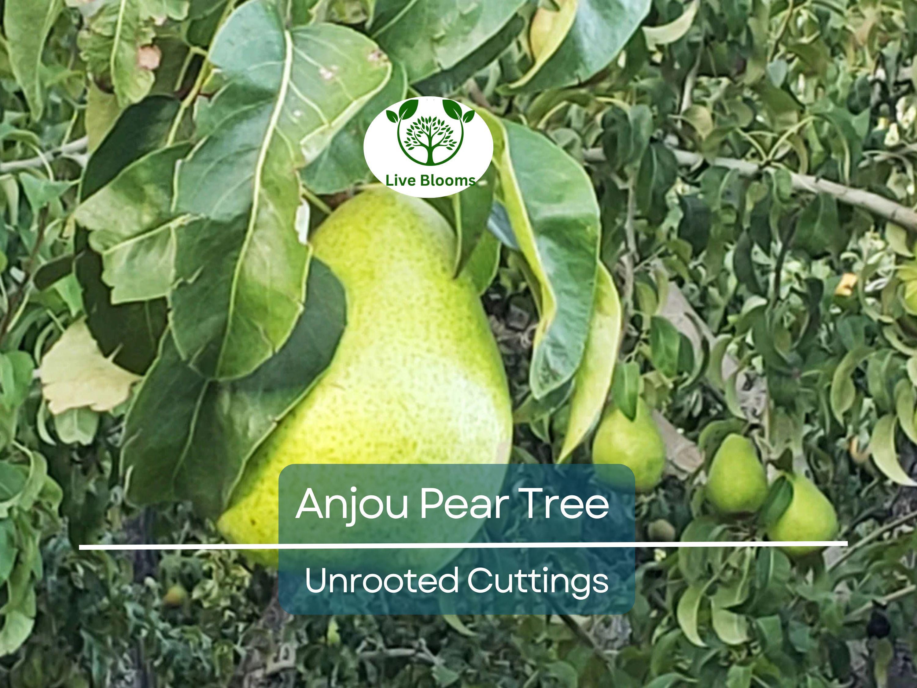 8 Green Anjou Pear Trees 7-10" Unrooted Cuttings for Propagation - Pyrus communis, Delicious Pear Variety