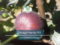 4 Chicago Hardy Fig Unrooted Cuttings/Scions 6" or Longer with 3+ Nodes - Freshly Cut, Ficus Carica, Perfect for Propagation & Planting
