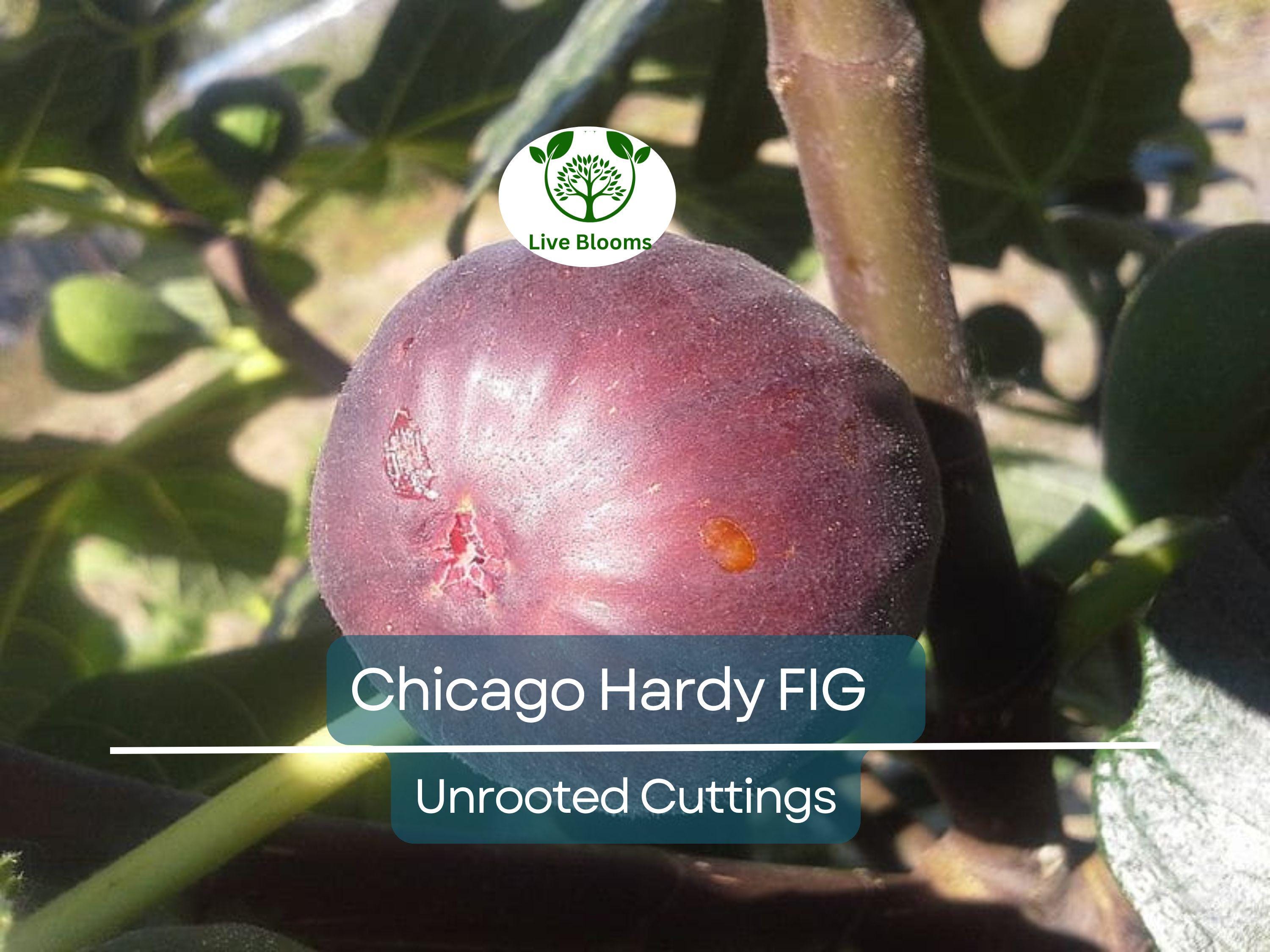 4 Chicago Hardy Fig Unrooted Cuttings/Scions 6" or Longer with 3+ Nodes - Freshly Cut, Ficus Carica, Perfect for Propagation & Planting
