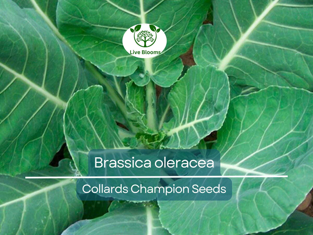 300 Seeds Collards Champion – Brassica oleracea | Heirloom Collard Greens for Planting, Gardening & Nutritious Harvests