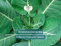 300 Seeds Collards Champion – Brassica oleracea | Heirloom Collard Greens for Planting, Gardening & Nutritious Harvests
