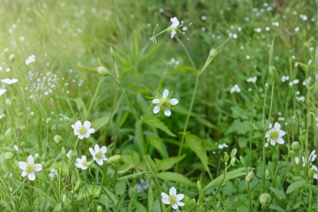 White Avens – Geum canadense, Native Woodland Perennial | Shade Tolerant (100 Seeds)