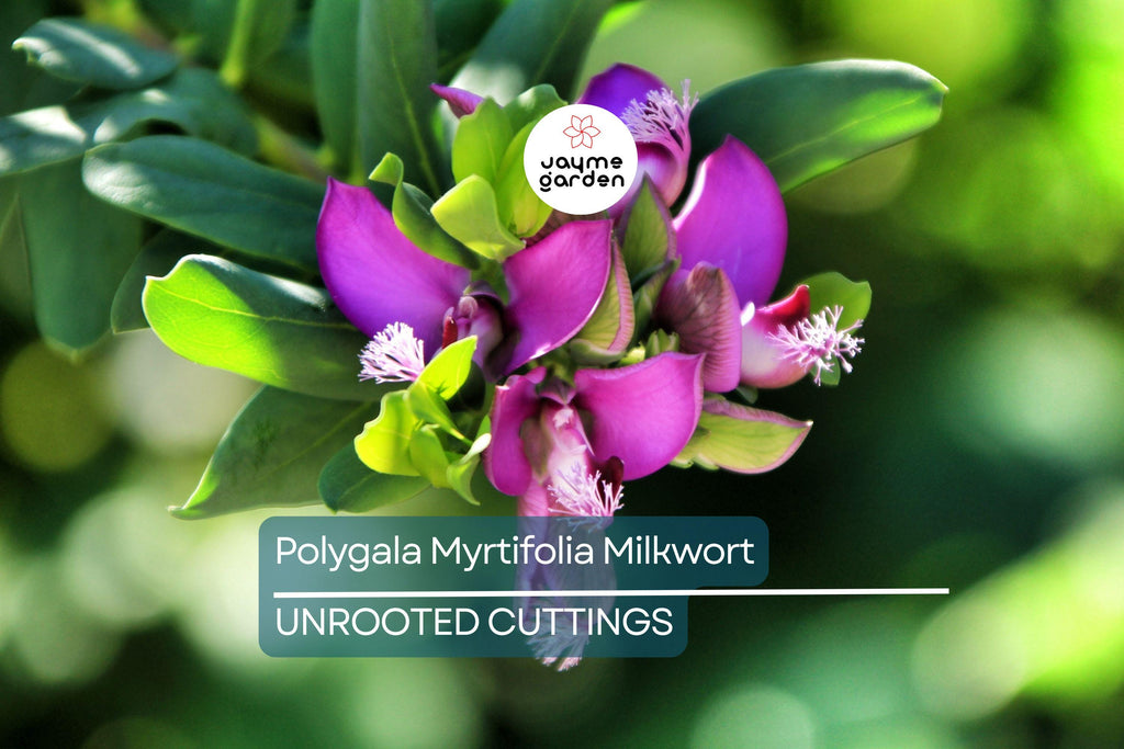 Polygala Myrtifolia Milkwort 6" Live Cuttings – 7 Sweet Pea Bush Plants, Evergreen Blooms, Fast Growing, Perennial Shrub