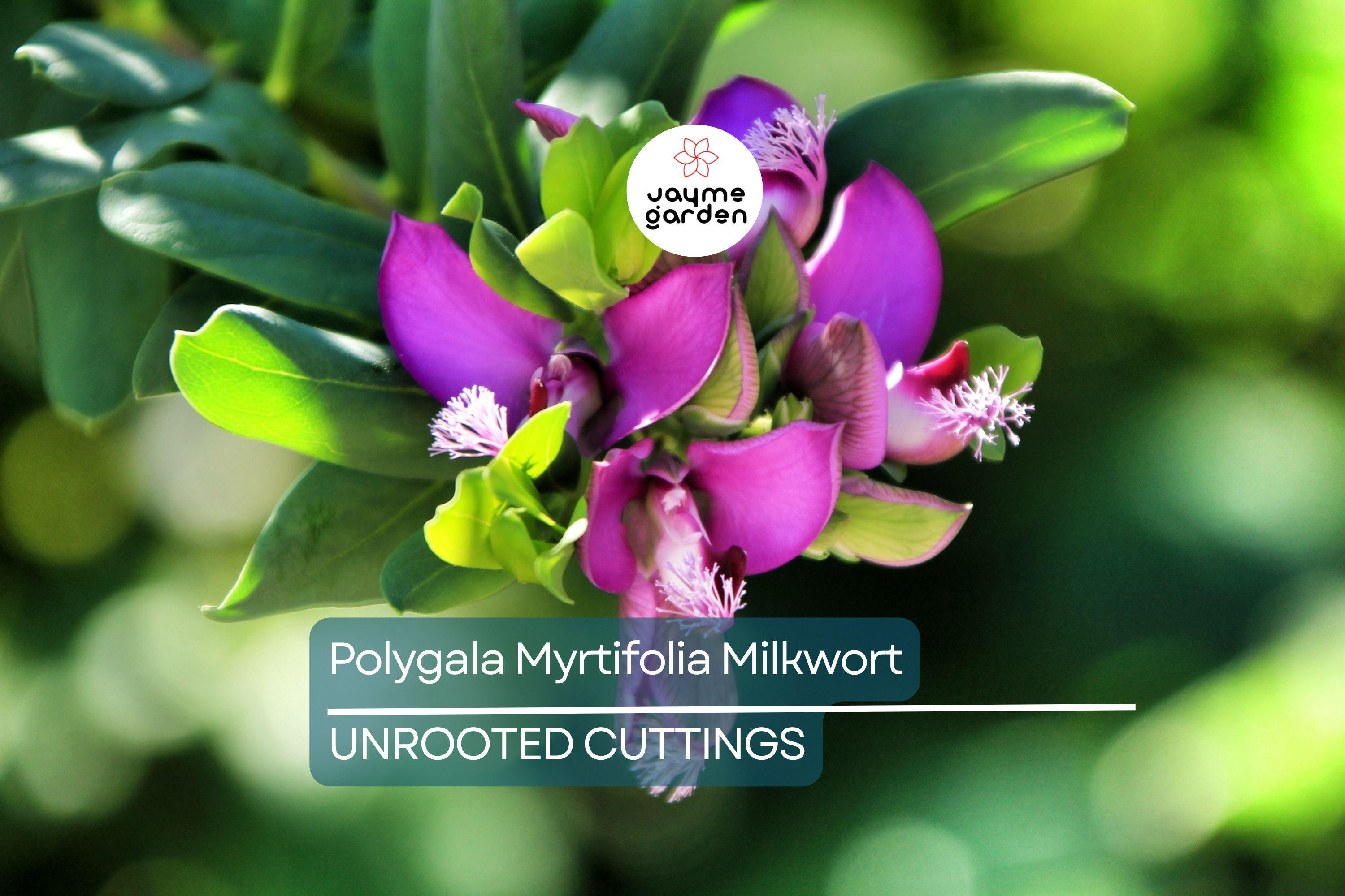 Polygala Myrtifolia Milkwort 6" Live Cuttings – 7 Sweet Pea Bush Plants, Evergreen Blooms, Fast Growing, Perennial Shrub