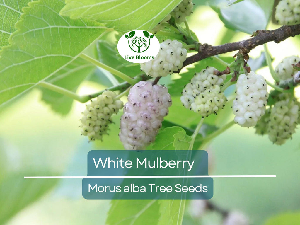 50 White Mulberry Tree Seeds (Morus alba) - Sweet Edible Fruit, Grow Your Own Mulberry Tree, for Gardens, Healthy Snack, Fast Growing