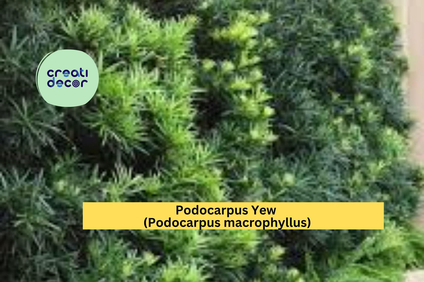 Podocarpus Yew Plant | Podocarpus macrophyllus | One Bare Root Live Evergreen Shrub