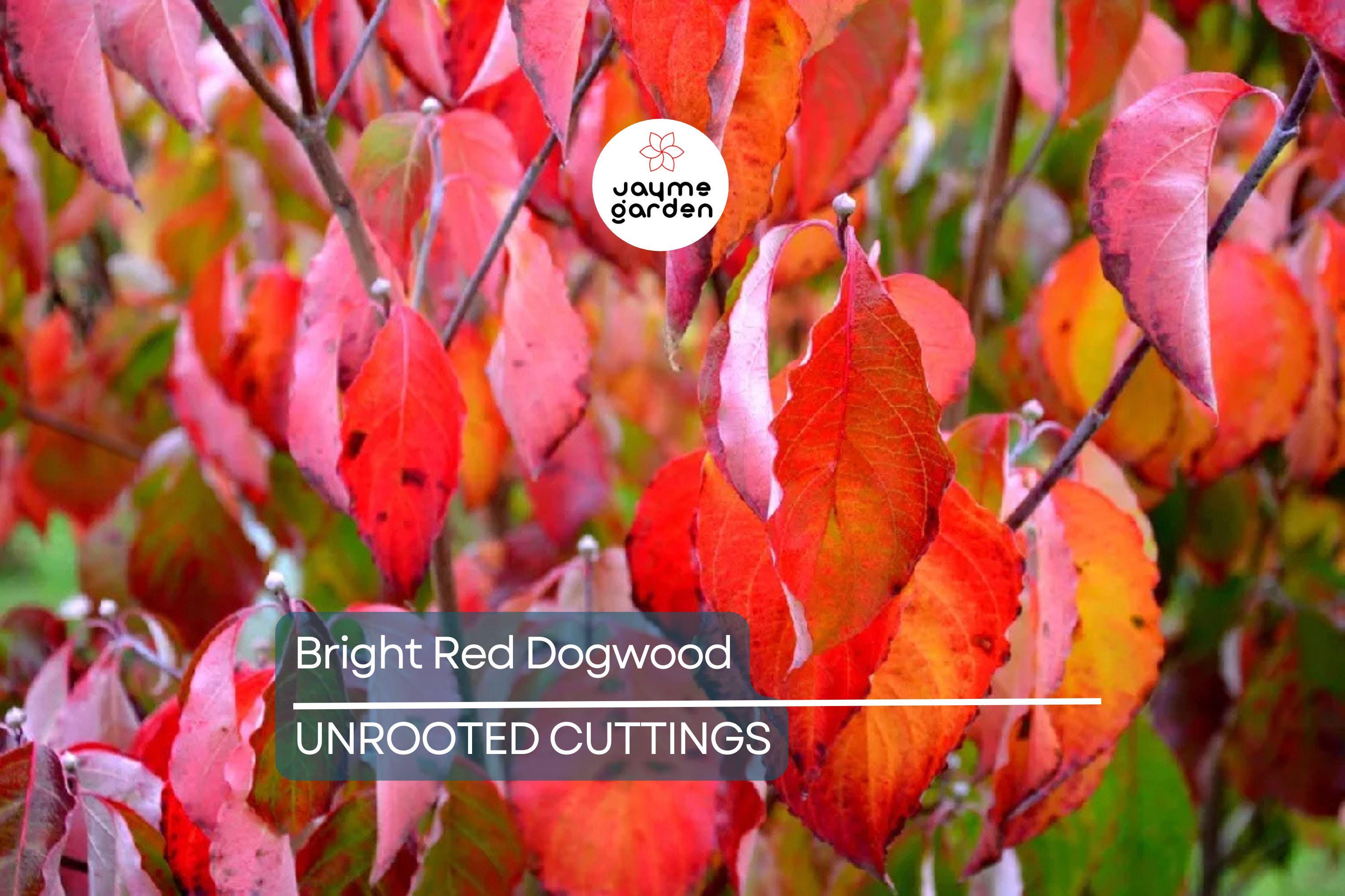 Bright Red Dogwood Cuttings (Cornus sericea) | Easy to Root | Stunning Red Stems | Live Privacy & Landscaping Shrub