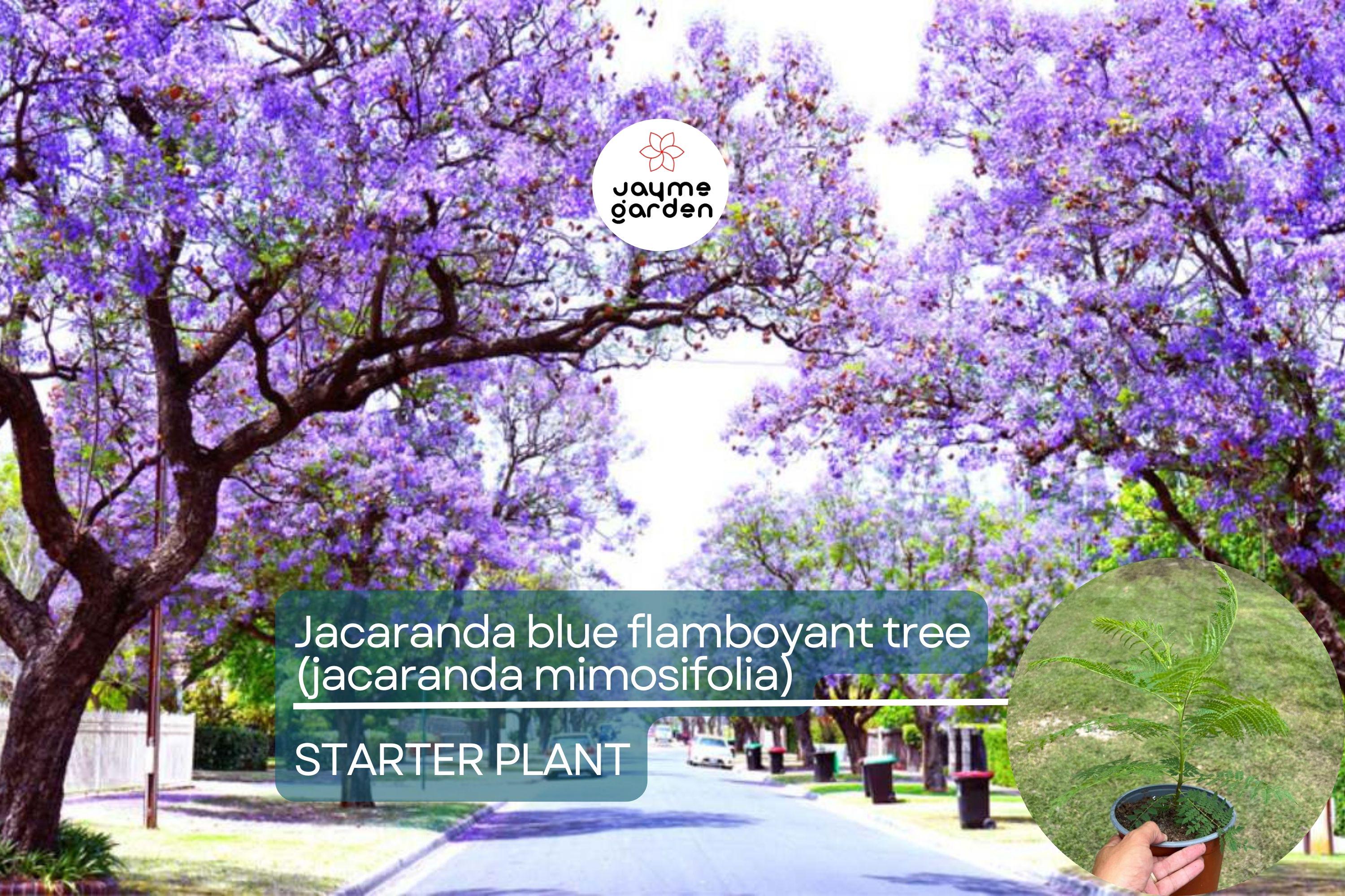 Jacaranda Blue Flamboyant Tree (Jacaranda Mimosifolia) 8”-18” – Exotic Purple Blooms for Your Tropical Garden!