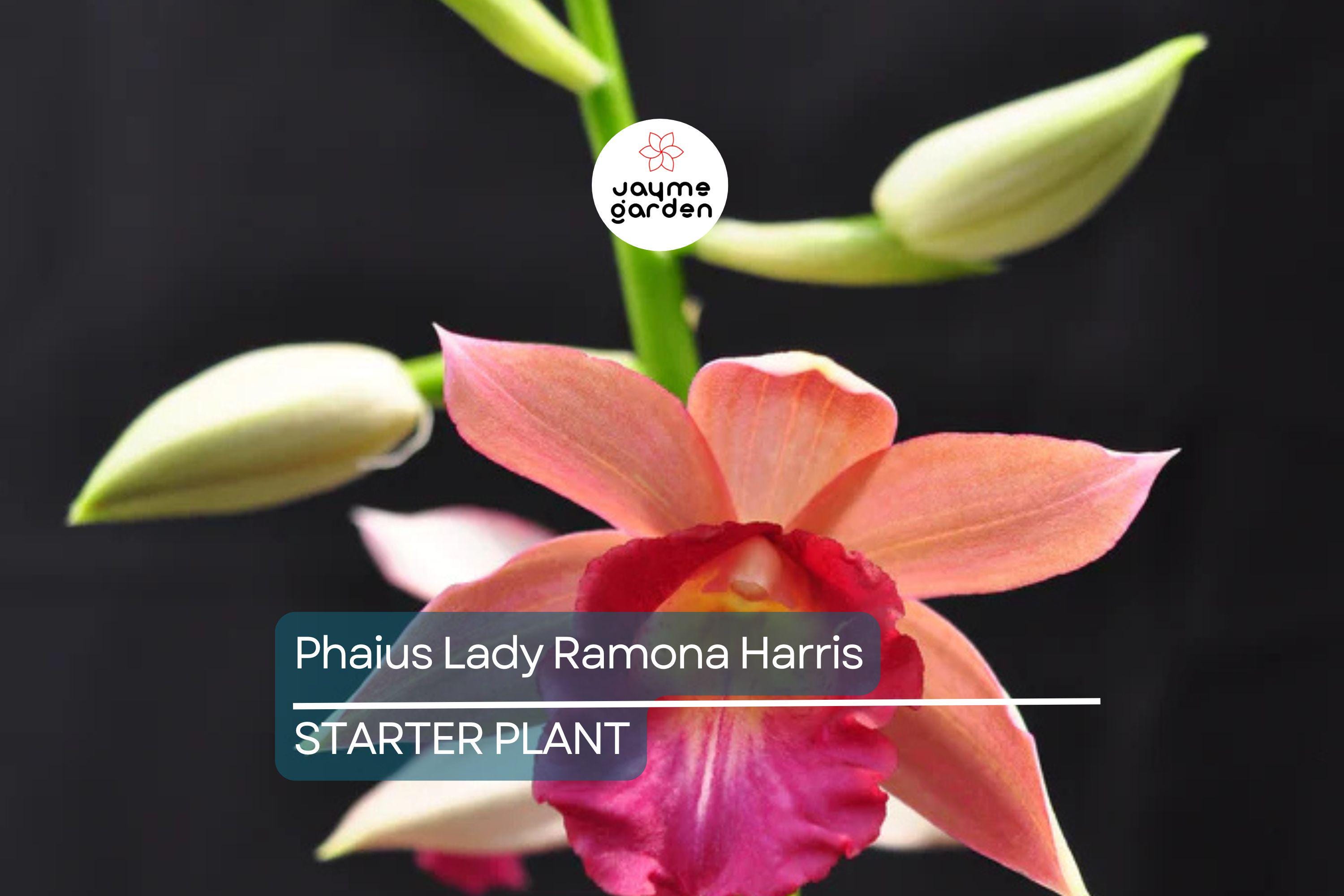 Phaius Lady Ramona Harris ‘Looking @ You’ Orchid | Live Plant | Red-Maroon Flowers | 3-Inch Pot | Indoor/Outdoor Subtropical Orchid