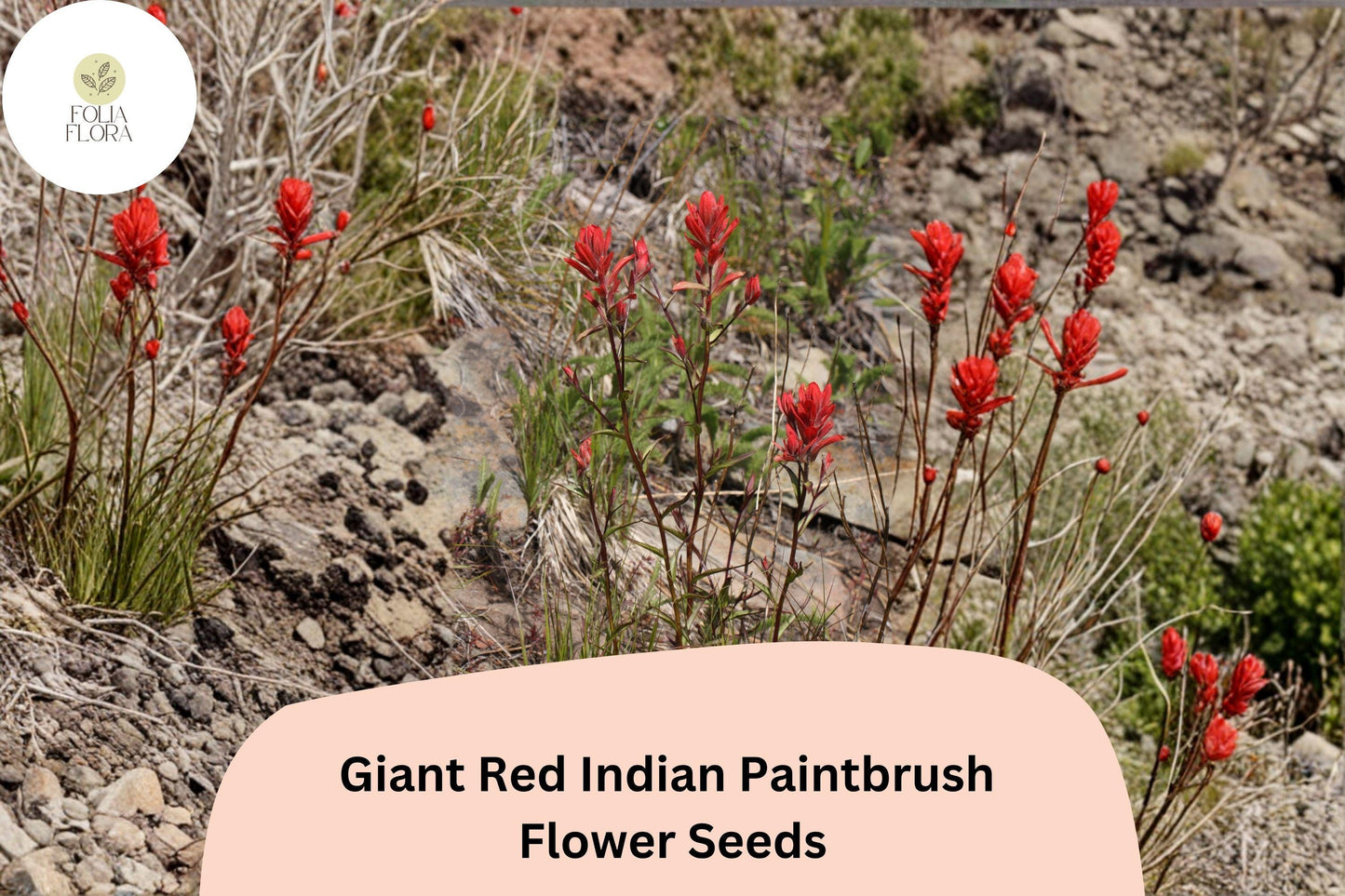 300 Castilleja miniata Seeds | Giant Red Indian Paintbrush | Native Wildflower for Meadow & Pollinator Gardens