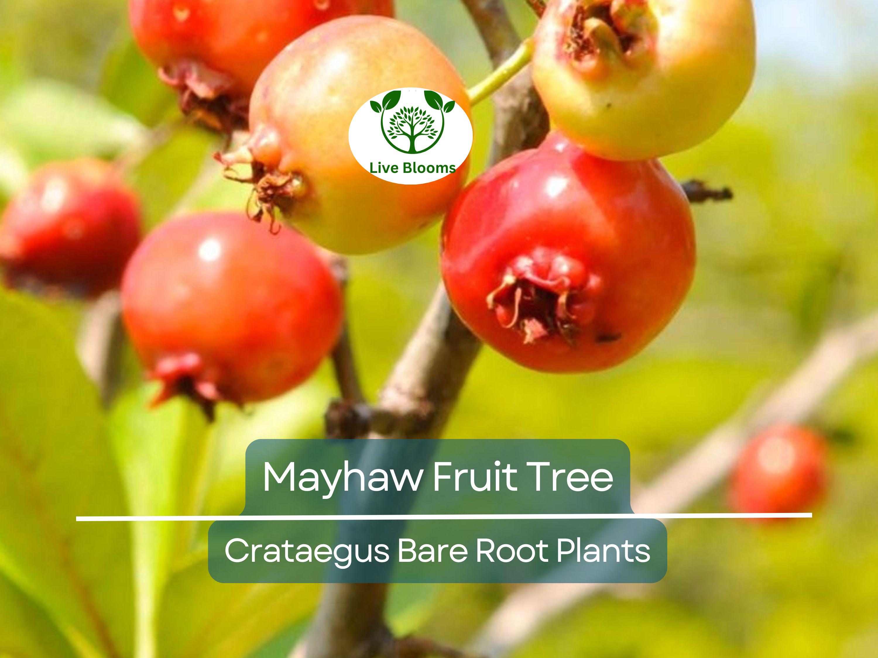 2 Mayhaw Fruit Trees – Live Heirloom Seedlings 6” Tall – Bare Root Red Apple-Hawthorn – Southern Native for Jelly & Wildlife