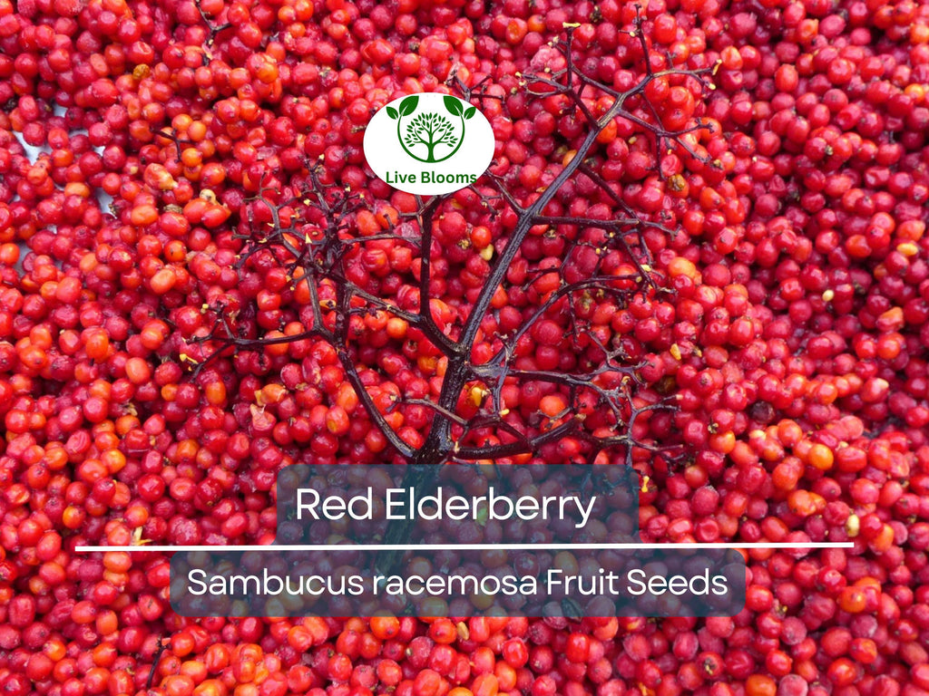 80 Red Elderberry Seeds (Sambucus racemosa), Tree Shrub, Edible Fruit, Berry, Herb, Garden Starter, Wild Elderberry, High Yield Plant