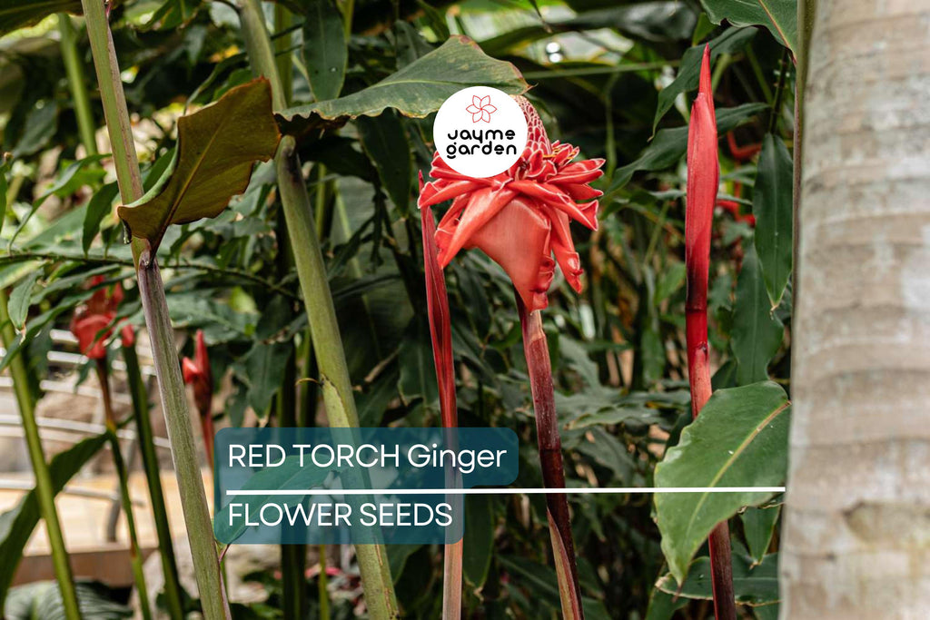 10 Red Torch Ginger Seeds (Etlingera elatior) – Exotic Tropical Flower, 3-5' Tall, Indoor/Outdoor Plant
