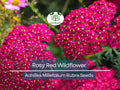 1,000 Perennial 'Rosy Red' Wildflower Seeds | Achillea Millefolium Rubra, Red Yarrow, Easy to Grow, Pollinator-Friendly