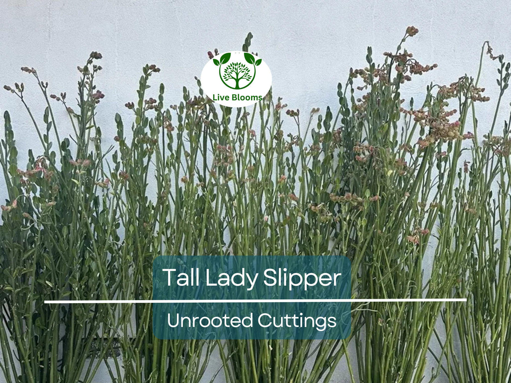 5 Stems Tall Lady Slipper (Pedilanthus) Succulent Unrooted Cuttings 3-12" | Easy Root, Unique Indoor Plant