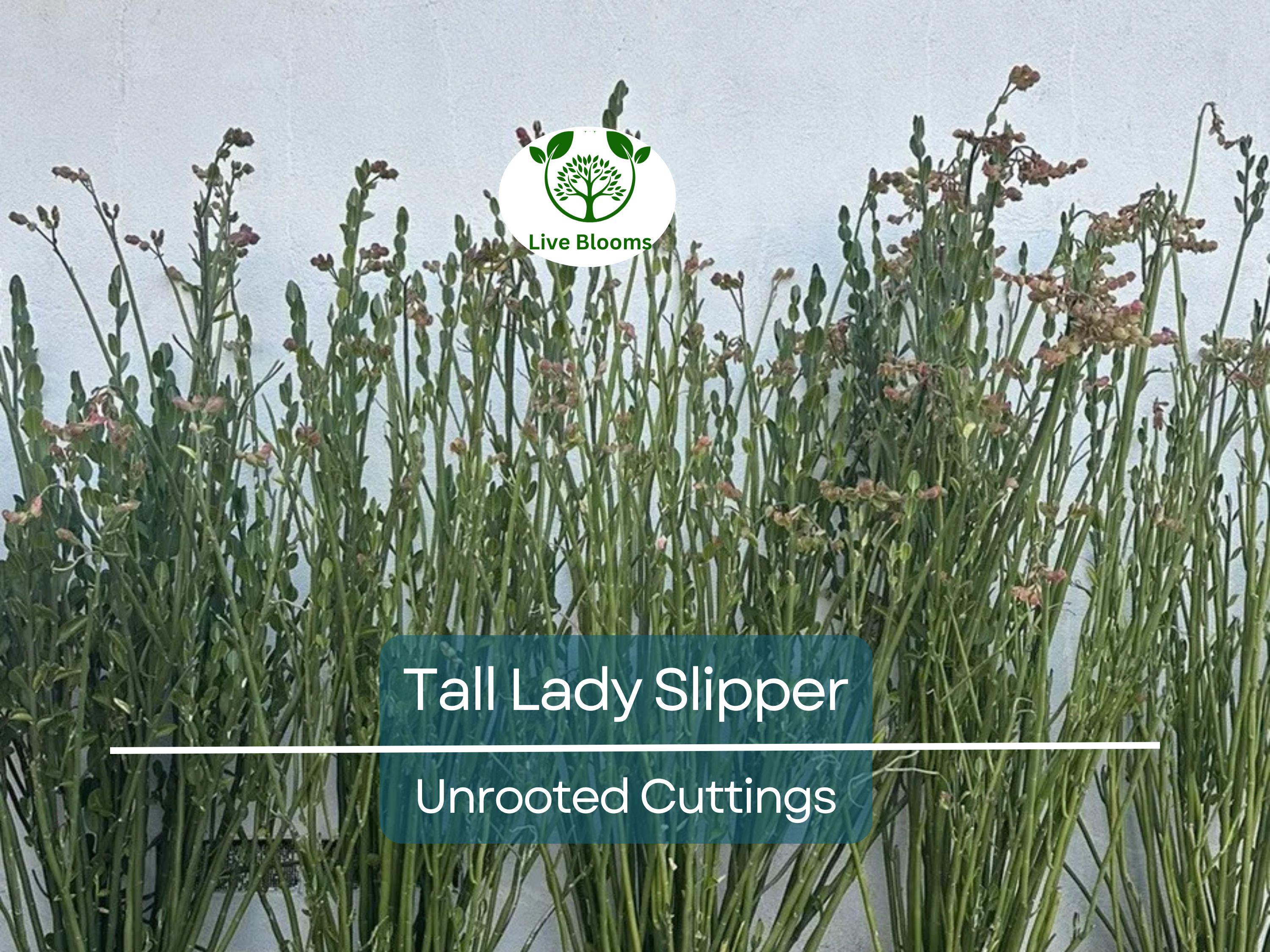 5 Stems Tall Lady Slipper (Pedilanthus) Succulent Unrooted Cuttings 3-12" | Easy Root, Unique Indoor Plant