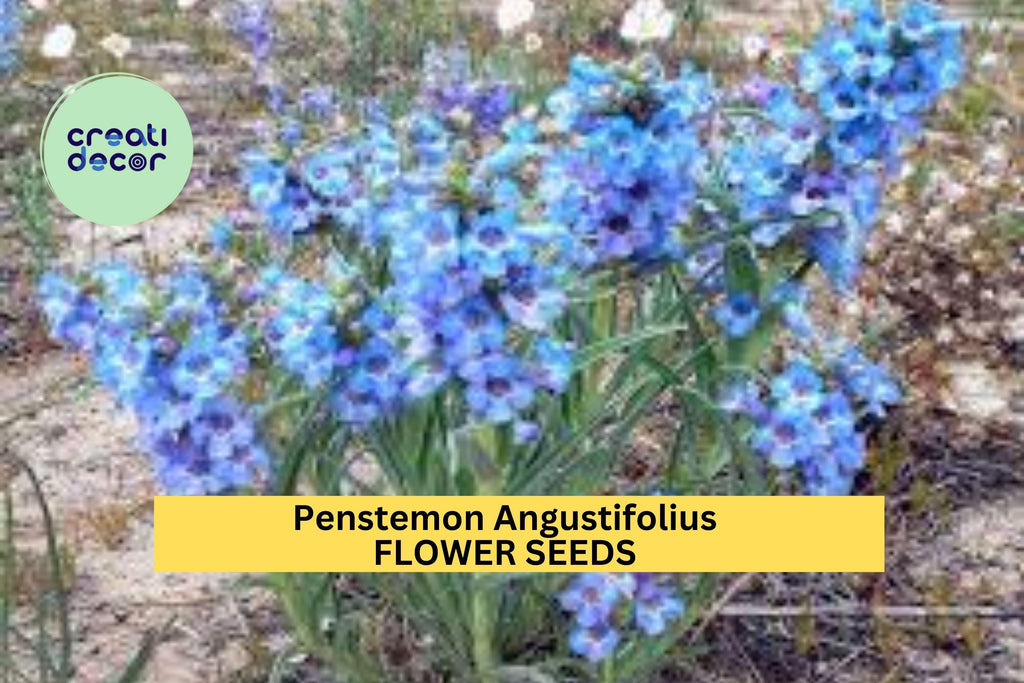 3pcs of 100mg Penstemon angustifolius Seeds – Narrowleaf Penstemon for Dry Gardens, Pollinator Beds, or Native Meadows Seeds for Planting