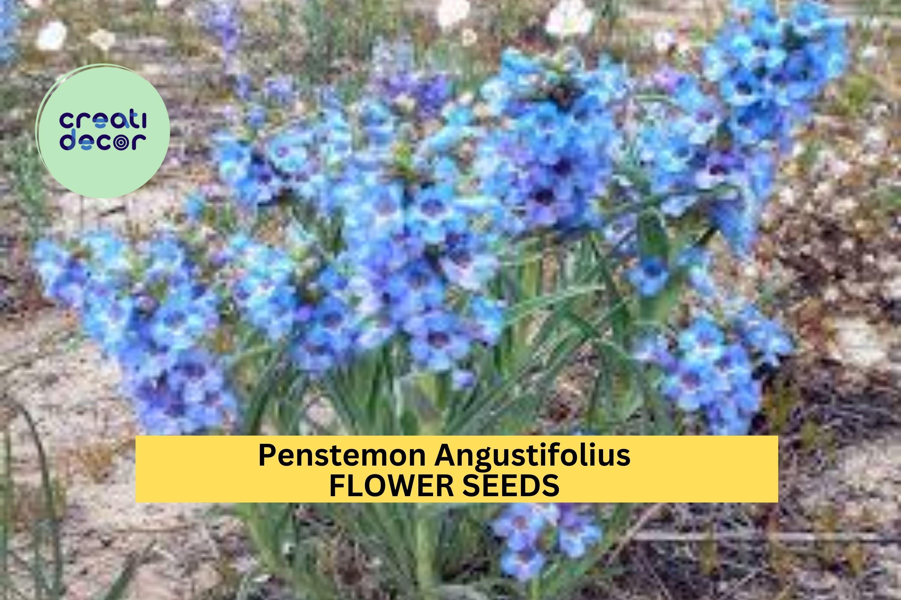 3pcs of 100mg Penstemon angustifolius Seeds – Narrowleaf Penstemon for Dry Gardens, Pollinator Beds, or Native Meadows Seeds for Planting