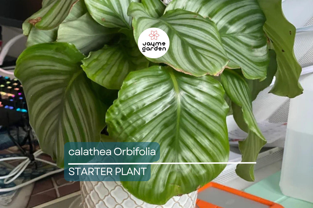 Calathea Orbifolia Seedling – 4-8” Tropical Starter Plant, Ornamental Indoor Houseplant with Striking Silvery-Green Foliage