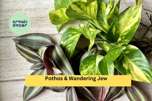 20 Rooted Plant Cuttings – Mix of Pothos & Wandering Jew, Easy-Care Indoor Starter Vines for Hanging Baskets, Pots Houseplant Displays