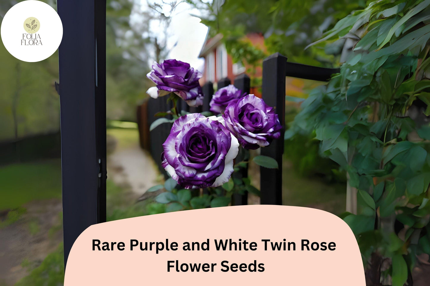 20 Rare Purple & White Twin Rose Seeds | Bi-Color Garden Roses | Unique Rose Flower Seeds for Planting | Ornamental Blooms