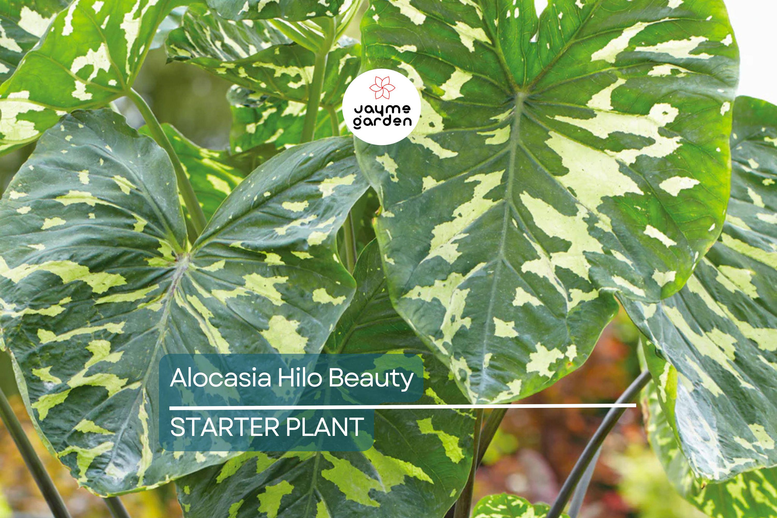 Alocasia Hilo Beauty Starter Plant (1'-2') | Tropical Indoor/Outdoor Plant | Low-Maintenance Houseplant for Humid Environments