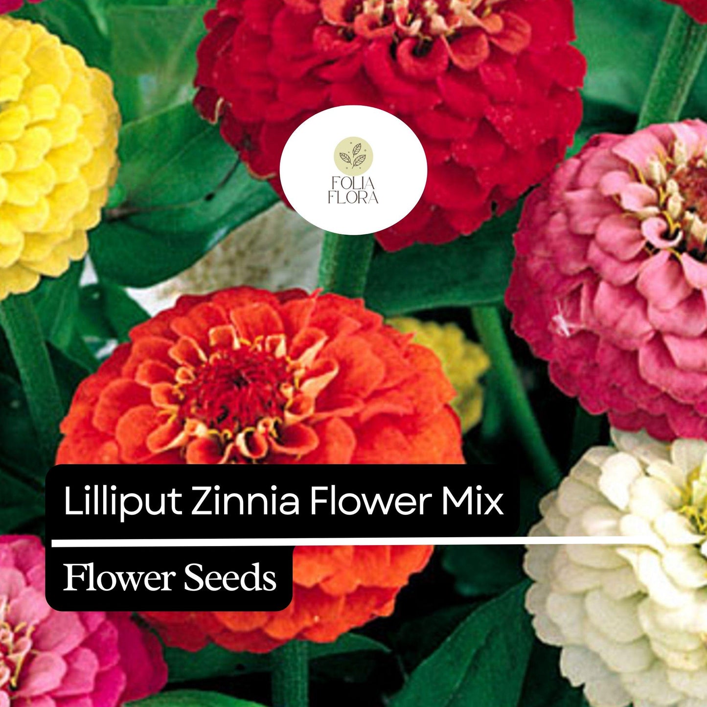 100 Lilliput Zinnia Seeds – Heirloom, Compact, Colorful Mix, Non-GMO, Easy-to-Grow