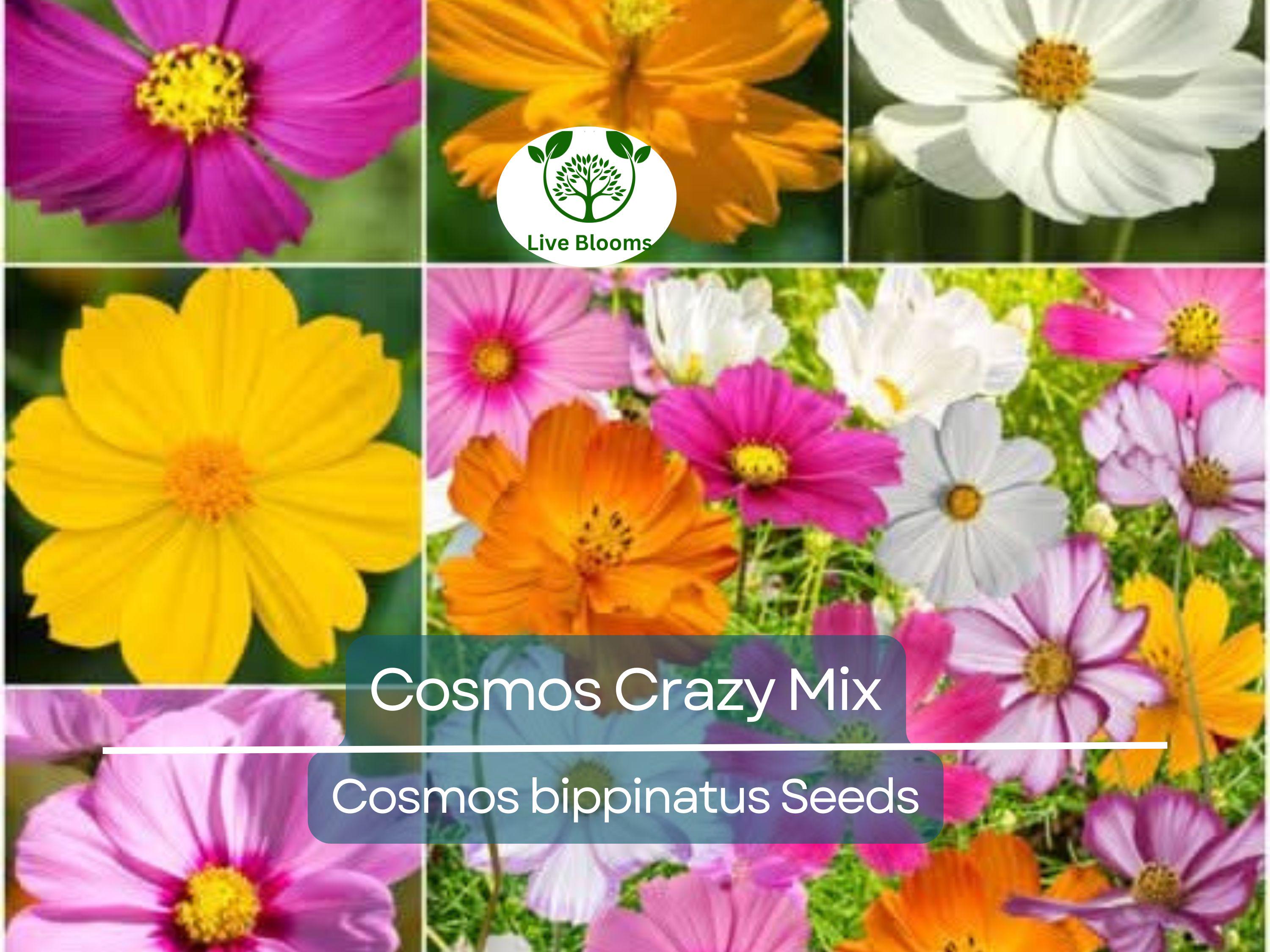 200 Seeds Cosmos Crazy for Cosmos Mix, Heirloom, Non-GMO, Attracts Pollinators, Loves Heat, Vibrant Garden Flowers, Easy to Grow Annuals