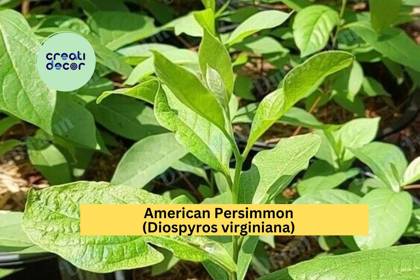 American Persimmon Trees | Set of 3 Diospyros virginiana Seedlings | Native Fruit Tree Starters for Orchards, Gardens, Landscaping