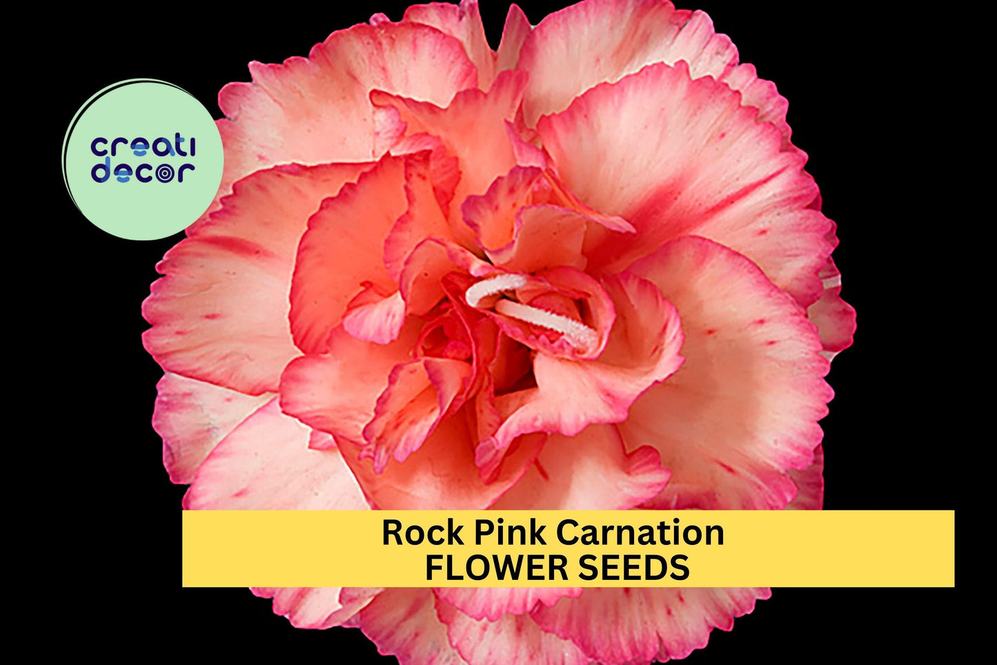 200+ Rock Pink Carnation Seeds – Bright Pink Ruffled Blooms for Garden Planting, Fragrant Flowers for Borders & Bouquets – USA
