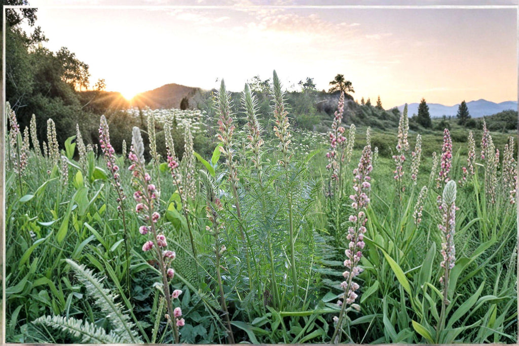 Giant Lousewort Seeds – Pedicularis procera, Native Wildflower (100 Seeds)