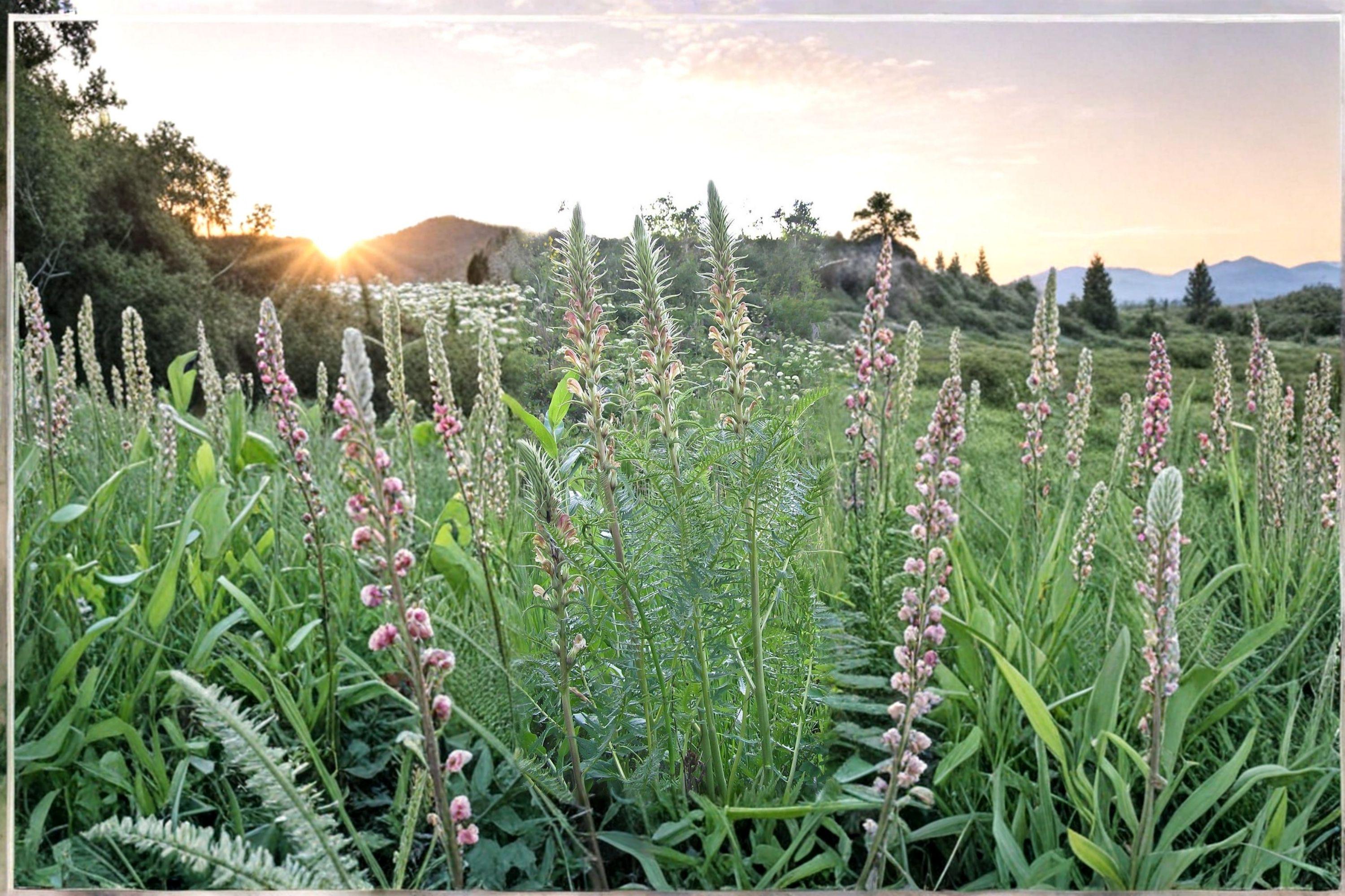 Giant Lousewort Seeds – Pedicularis procera, Native Wildflower (100 Seeds)