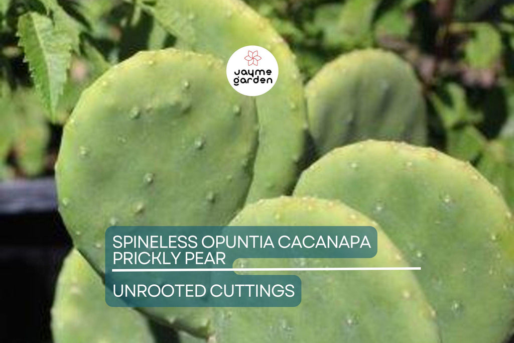 Hardy Opuntia Cacanapa Prickly Pear Cactus | 2 Pads/Cuttings | Winter Resistant, Easy to Grow