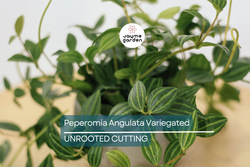 Peperomia Funky Frog Cuttings - Variegated Beetle Radiator Plant, Pet-Friendly, Easy Care Houseplant, 4" Unrooted, Perfect for Beginners