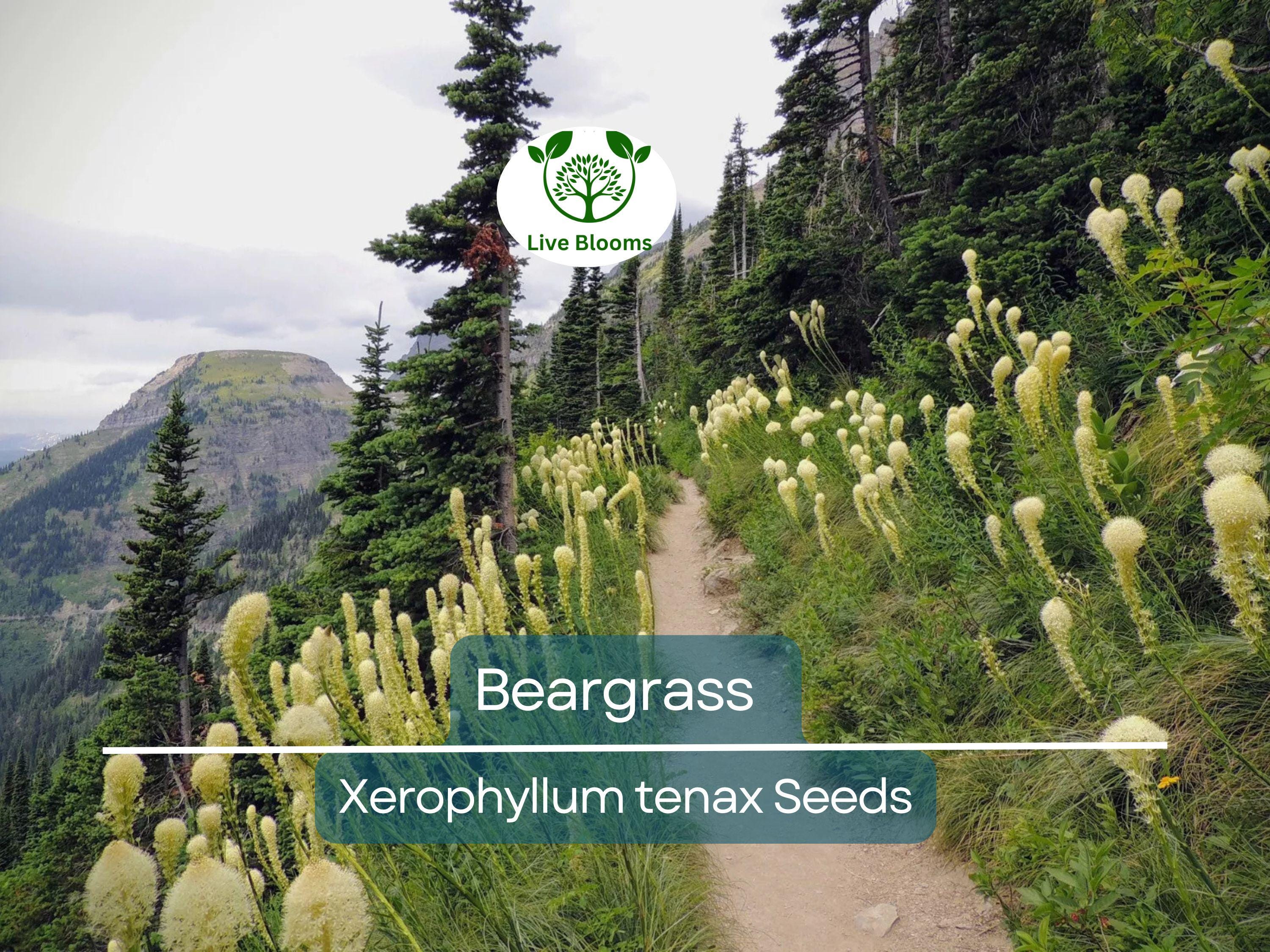 100 Beargrass Seeds WHITE TORCH LILY (Xerophyllum tenax) | Tall Flowering Perennial, Native Plant, Drought-Tolerant, Xerophyte