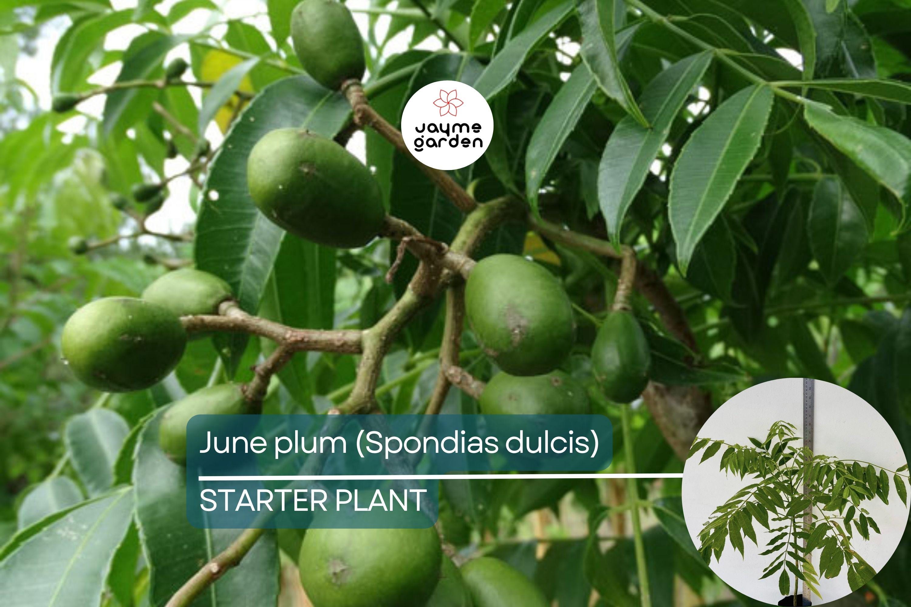 June Plum Tree 12″-24″ Live Starter Tropical Fruit Tree | Spondias dulcis | Grow Sweet & Tangy Exotic Fruits in Your Garden